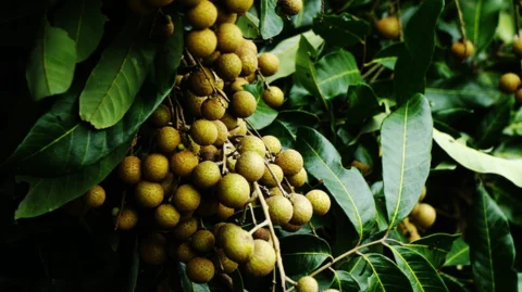 Longan