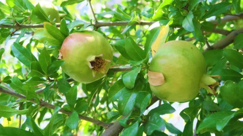 Pomegranate Benefits