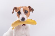 Best Fruits For Dogs