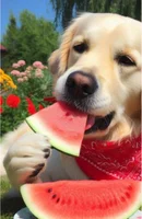 Best Fruits For Dogs