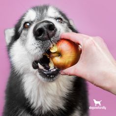 Best Fruits For Dogs