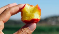 Nectarine