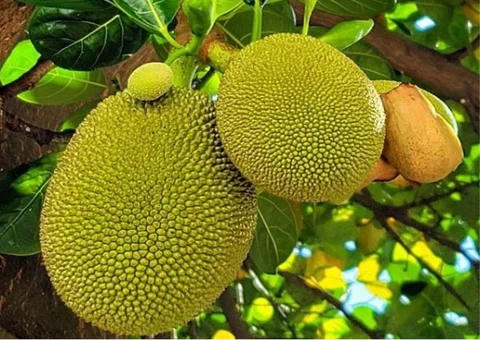 Benefits of Jackfruit