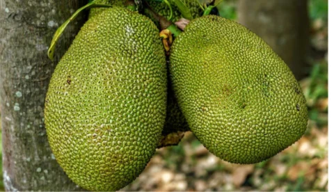 Jackfruit