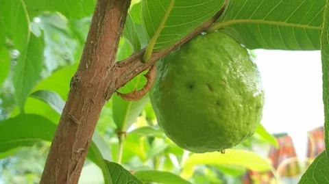 Guava